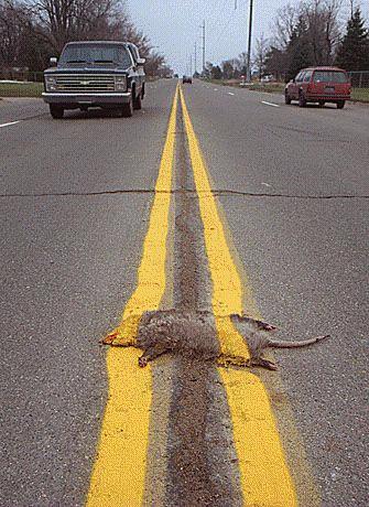Photo: roadkill with road line markings painted right over the top