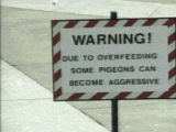 Animated graphic: person feeding pigeons is attacked by a huge pigeon