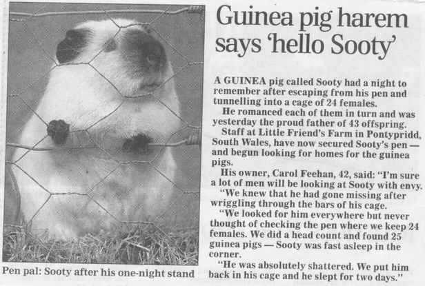 Article and picture of Sooty the guinea pig. Full story reproduced below.
